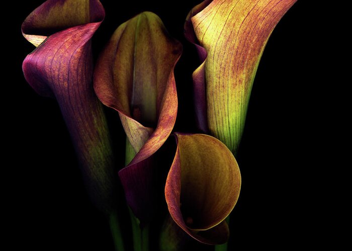 Calla Lily Greeting Card featuring the photograph The Golden Curves And Chalices Of Callas by Photograph By Magda Indigo