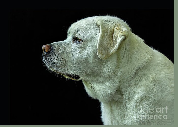 Dog Greeting Card featuring the photograph The Good Boy-Labrador Retriever Portrait by Diane Diederich