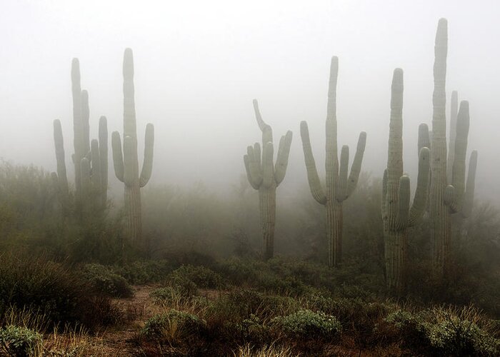 Fog Greeting Card featuring the photograph The Hauntingly Beautiful Sonoran Desert by Saija Lehtonen