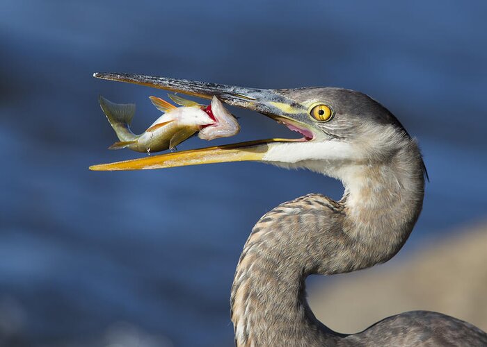 Wildlife Greeting Card featuring the photograph The Heron And The Perch by Mircea Costina