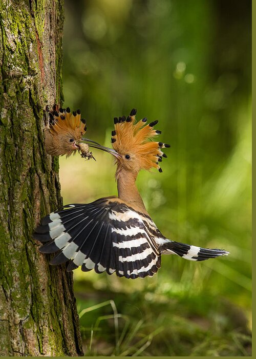 Animal Greeting Card featuring the photograph The Hoopoe Is Feeding Its Chick. Still Is Flying And Putting Some Insect In Its Beak. Typical Forest by Petr Simon