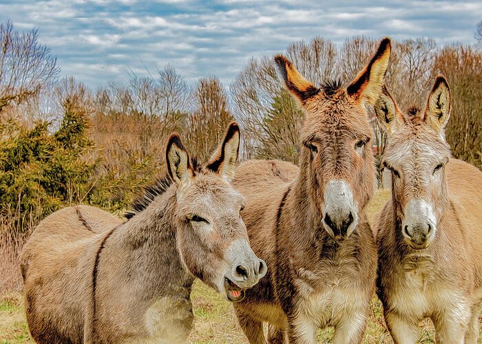 Mules Greeting Card featuring the photograph The Joke's On Me by Marcy Wielfaert