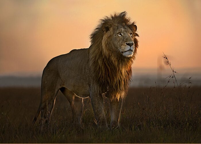 Africa Greeting Card featuring the photograph The King In The Morning Light by Xavier Ortega