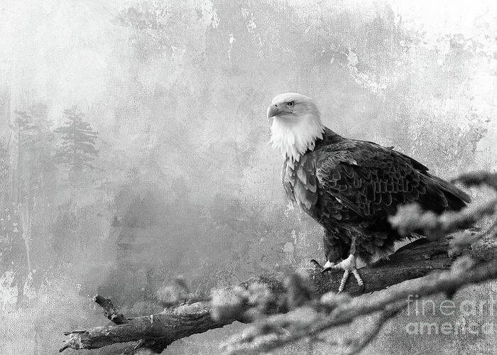 Raptor Greeting Card featuring the photograph The King of Birds - BW by Beve Brown-Clark Photography