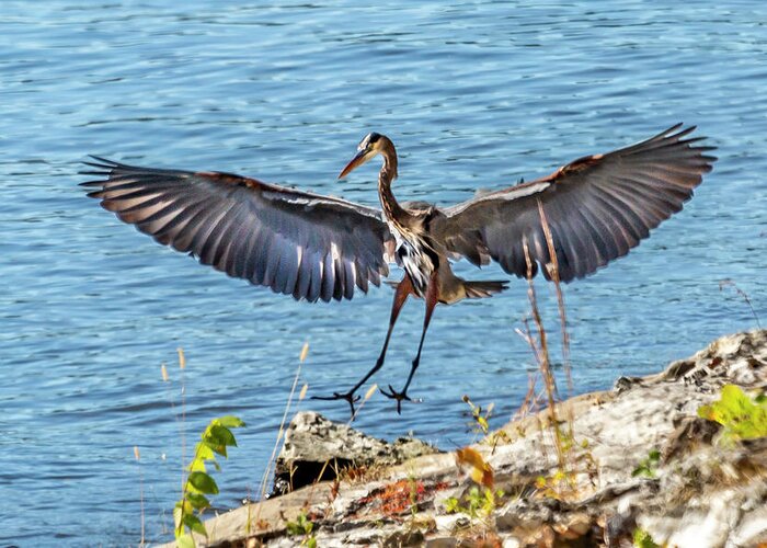 Blue Heron Greeting Card featuring the photograph The Landing by David Wagenblatt