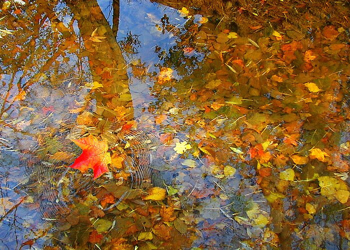  Greeting Card featuring the photograph The Last Leaf to Fall by Rein Nomm