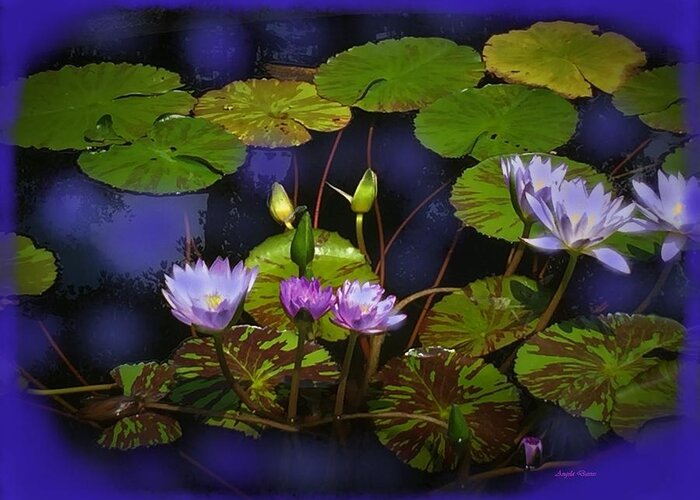 Water Lilies Greeting Card featuring the photograph The Lily Pond by Angela Davies