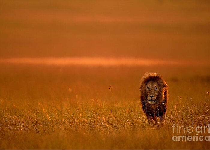 Big Greeting Card featuring the photograph The Lion King by Varun Aditya