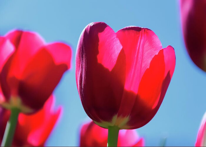 The Magenta Tulip Greeting Card featuring the photograph The Magenta Tulip by Anthony Paladino