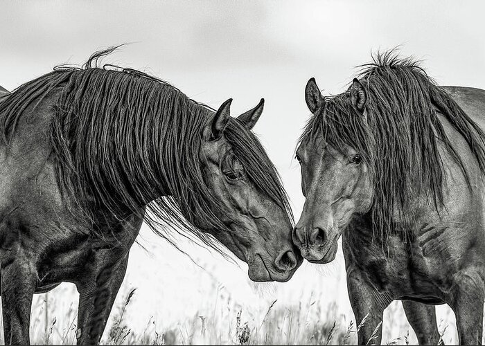 Andalusian Greeting Card featuring the photograph The Mane Attraction by Dawn Key