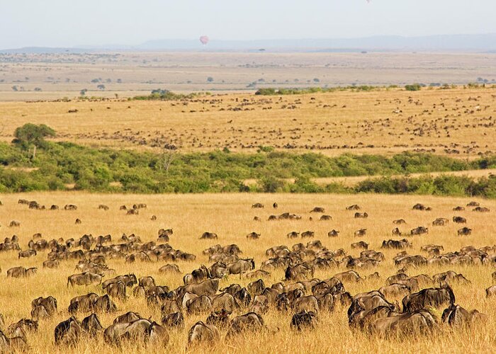 Scenics Greeting Card featuring the photograph The Masai Mara by Wldavies
