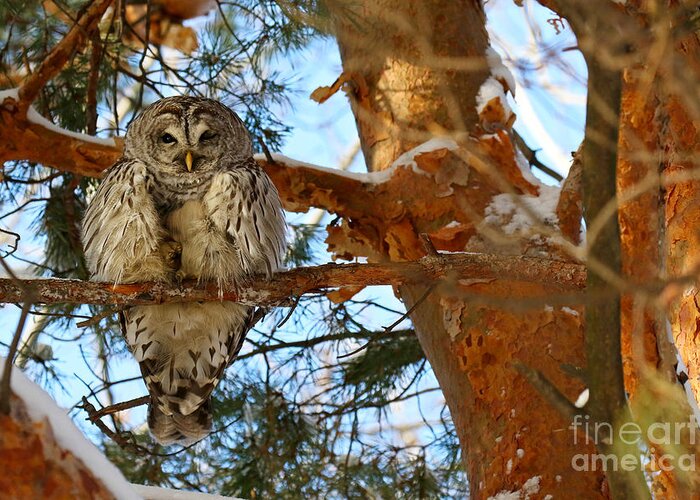 Barred Owl Greeting Card featuring the photograph The owl with one eye by Heather King