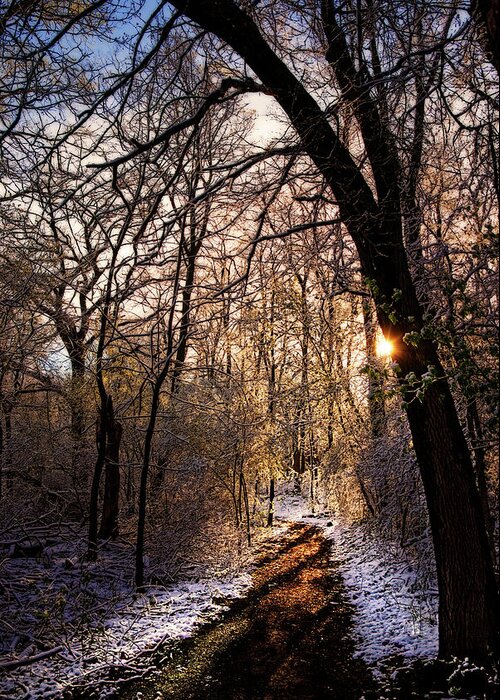Forest Path Sun Sunrise Snow Frost Stoughton Wi Wisconsin Morning Walk Greeting Card featuring the photograph The Path Toward Spring - sunrise after a snowfall at a forest path by Peter Herman