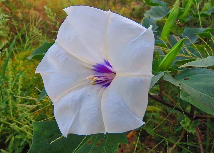 Arizona Greeting Card featuring the photograph The Perfect Flower - Sacred Datura by Judy Kennedy