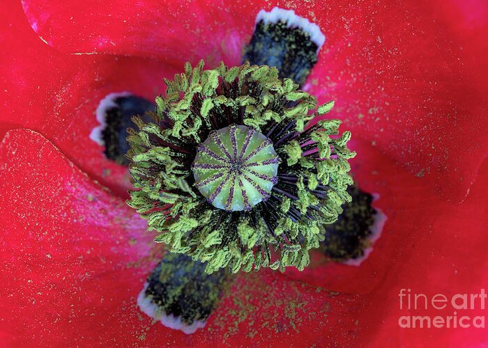 Papaver Rhoeas Greeting Card featuring the photograph The Poppy and Pollen by Tim Gainey