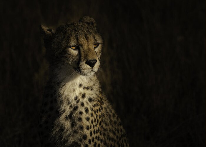 Cheetah Greeting Card featuring the photograph The Portrait Of A Cheetah by Bing Li