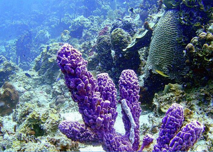 Sponge Greeting Card featuring the photograph The Purple Sponge by Climate Change VI - Sales