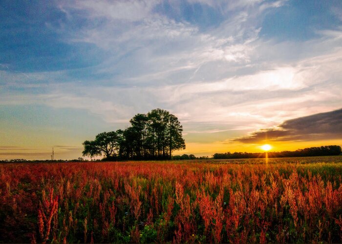 The Red Field Prints Greeting Card featuring the photograph The Red Field by John Harding