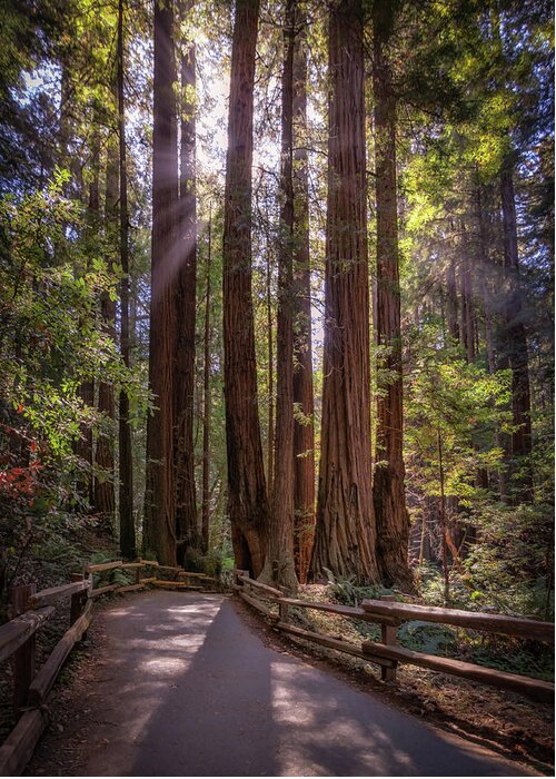 Muir Woods Greeting Card featuring the photograph The Redwood Grove by Kristen Wilkinson