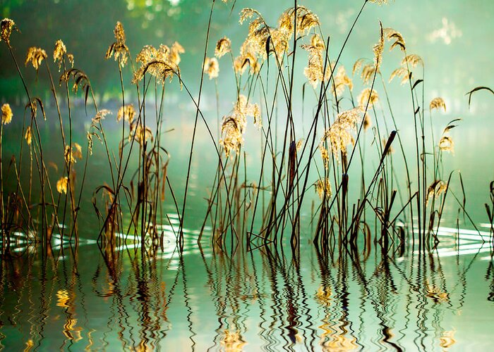 Cattail Greeting Card featuring the photograph The Reed In The Evening Tranquil Scene by Va art