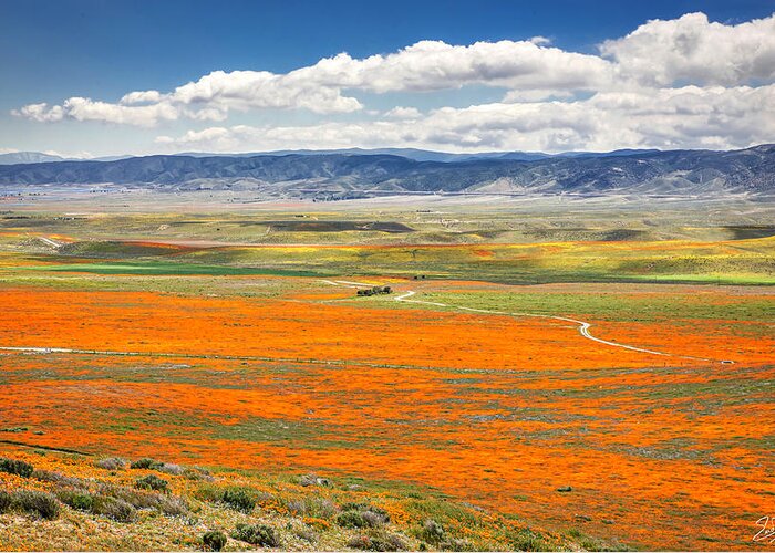 Antelope Valley Poppy Reserve Greeting Card featuring the photograph The Road Through The Poppies 2 by Endre Balogh