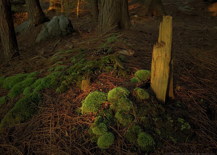 Moss Greeting Card featuring the photograph The Secret by Jerry LoFaro