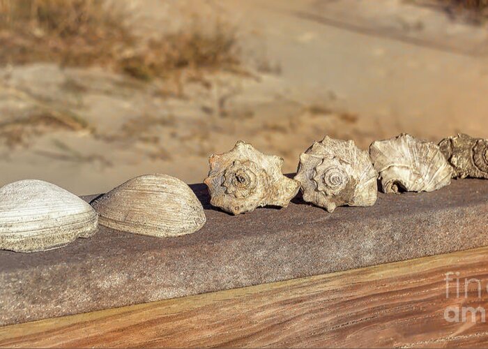 Beach Greeting Card featuring the photograph The Shell Collection by Kathy Baccari