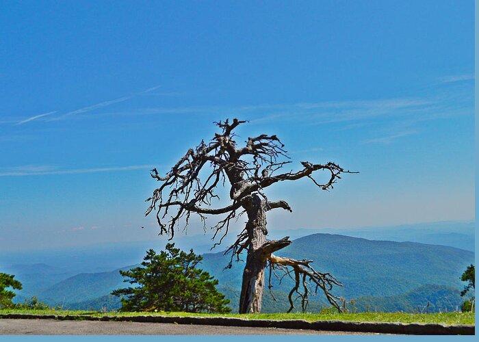 Dead Tree Greeting Card featuring the photograph The Survivor by Stacie Siemsen
