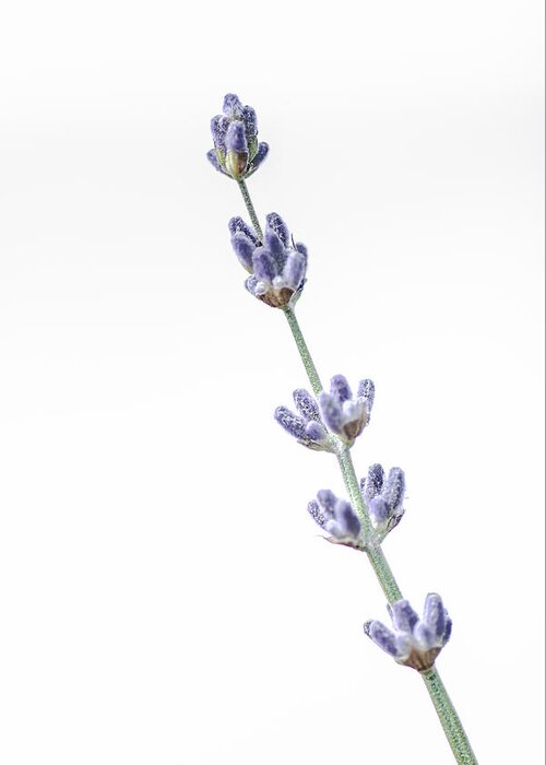 Lavender Greeting Card featuring the photograph The Sweet Smell of Lavender by Jennifer Grossnickle