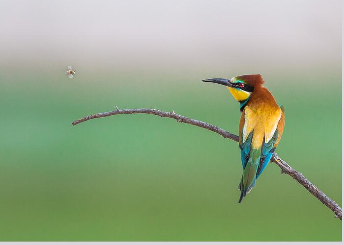 Bee-eater Greeting Card featuring the photograph The Target by Rayees Rahman