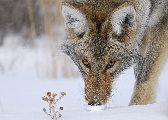 Coyote Greeting Card featuring the photograph The Thistle And The Hunter by Peter Hudson