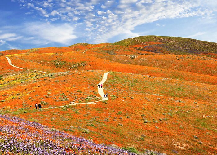 Antelope Valley Poppy Reserve Greeting Card featuring the photograph The Trail Through The Poppies by Endre Balogh