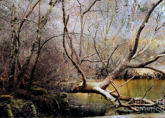 Wood Greeting Card featuring the photograph The Unseen Forest by Elaine Manley