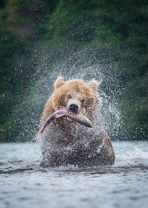 Kamchatka Greeting Card featuring the photograph Thekamchatkabrownbear, Ursus Arctos by Petr Simon