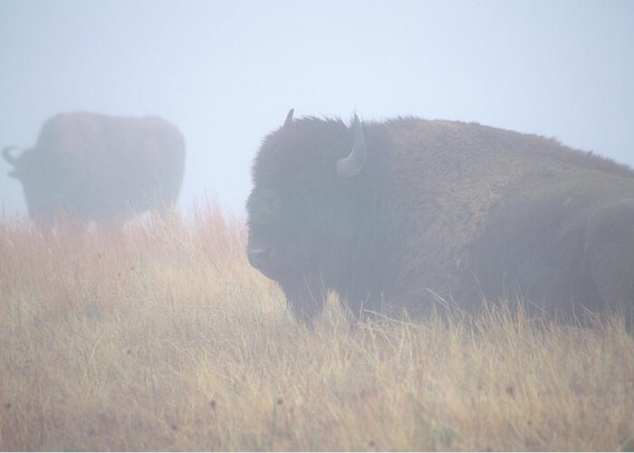 Theodore Roosevelt National Park Buffalo In Fog Greeting Card featuring the photograph Theodore Roosevelt National Park59 by Gordon Semmens