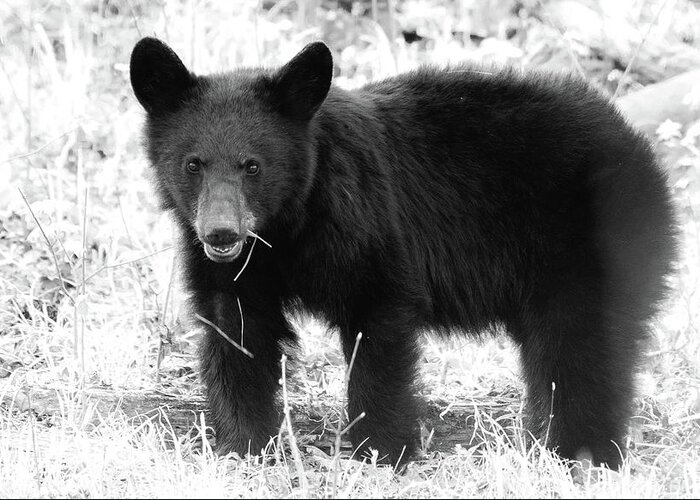 American Black Bear Greeting Card featuring the photograph Those Eyes by Marcy Wielfaert