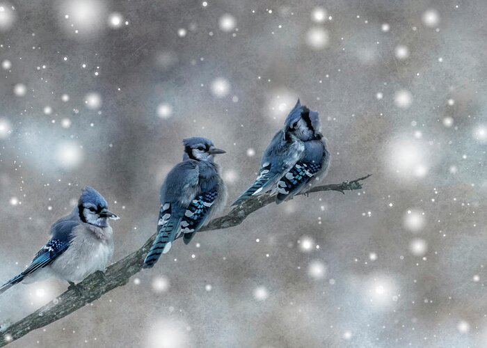 Three Greeting Card featuring the photograph Three Blue Jays in the Snow by Patti Deters
