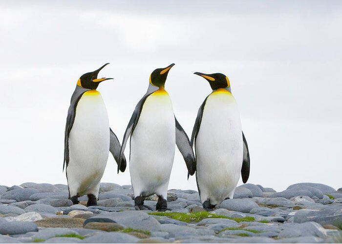 South Georgia Island Greeting Card featuring the photograph Three King Penguins Aptenodytes by Eastcott Momatiuk