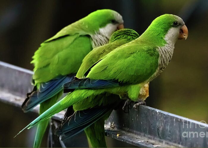Bird Greeting Card featuring the photograph Three Monk Parakeets Perched on a Fence by Pablo Avanzini
