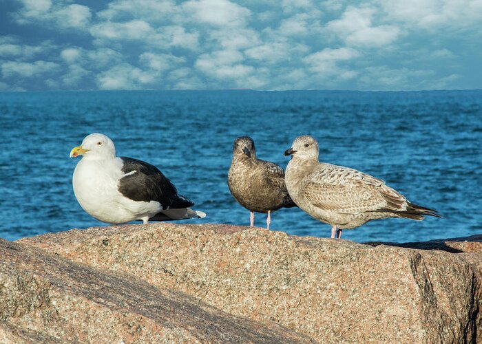 Gulls Greeting Card featuring the photograph Three On The Rocks by Cathy Kovarik