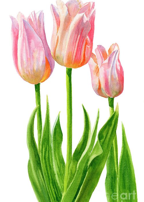 Pink Greeting Card featuring the painting Three Peach Colored Tulips by Sharon Freeman