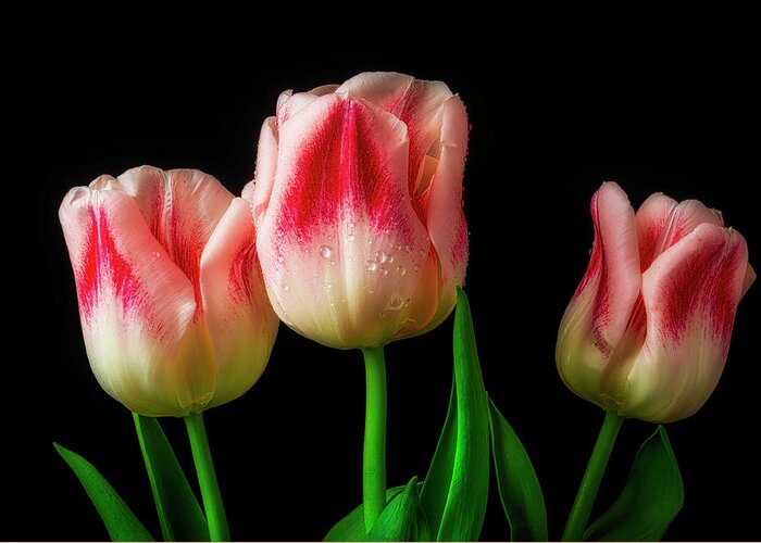 Tulip Greeting Card featuring the photograph Three Red And White Lovely Tulips by Garry Gay