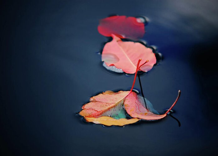 Outdoors Greeting Card featuring the photograph Three Red Leaves Floating On Water by Richard Eden