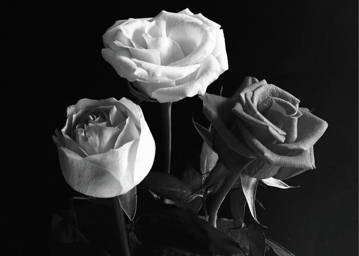 Three Roses Greeting Card featuring the photograph Three Roses Monochrome by Jeff Townsend