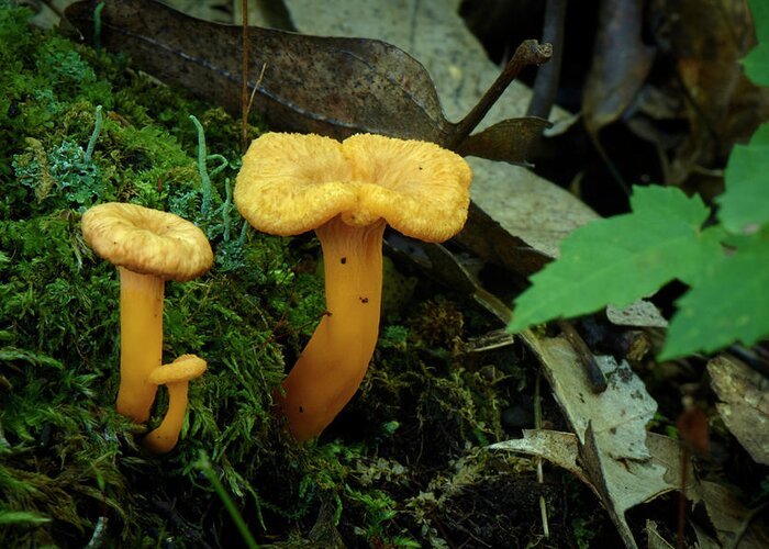 Mushroom Greeting Card featuring the photograph Three Small Mushrooms by Paul Freidlund
