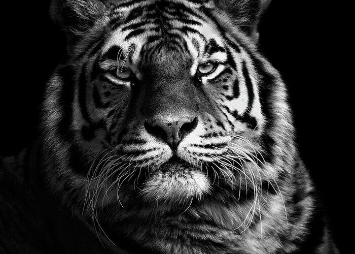 Tiger Greeting Card featuring the photograph Tiger by Christian Meermann
