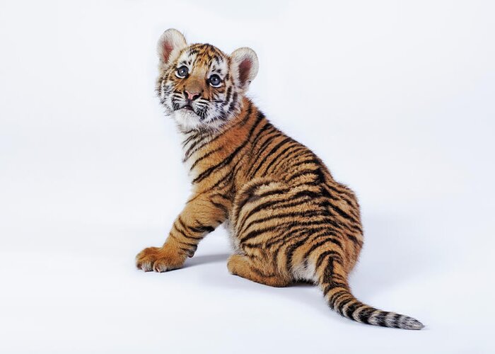 White Background Greeting Card featuring the photograph Tiger Cub Panthera Tigris Against White by Martin Harvey