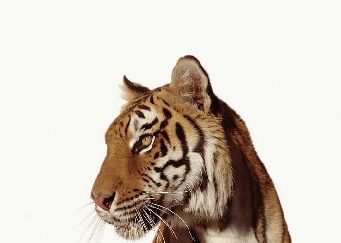 Orange Color Greeting Card featuring the photograph Tiger Panthera Tigirs by Ryan Mcvay