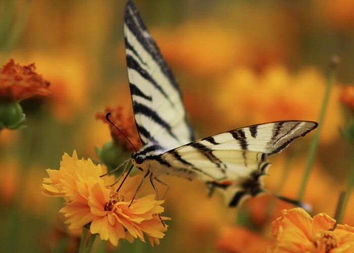 Spring Greeting Card featuring the photograph Tiger Swallowtail Butterflies, Yellow Butterfly, Yellow butterfly, with black stripes by Ligia Stan