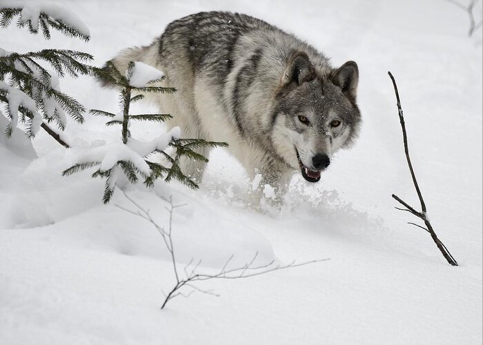 Wall Art Greeting Card featuring the photograph Timber Wolf by Jeffrey PERKINS